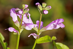 Physostegia purpurea