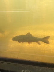 Catostomus commersonii