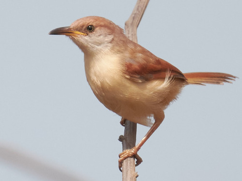 iNaturalist image