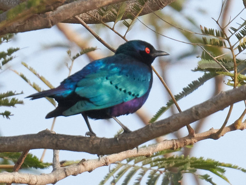 Bronze-tailed Starling (Lamprotornis chalcurus)