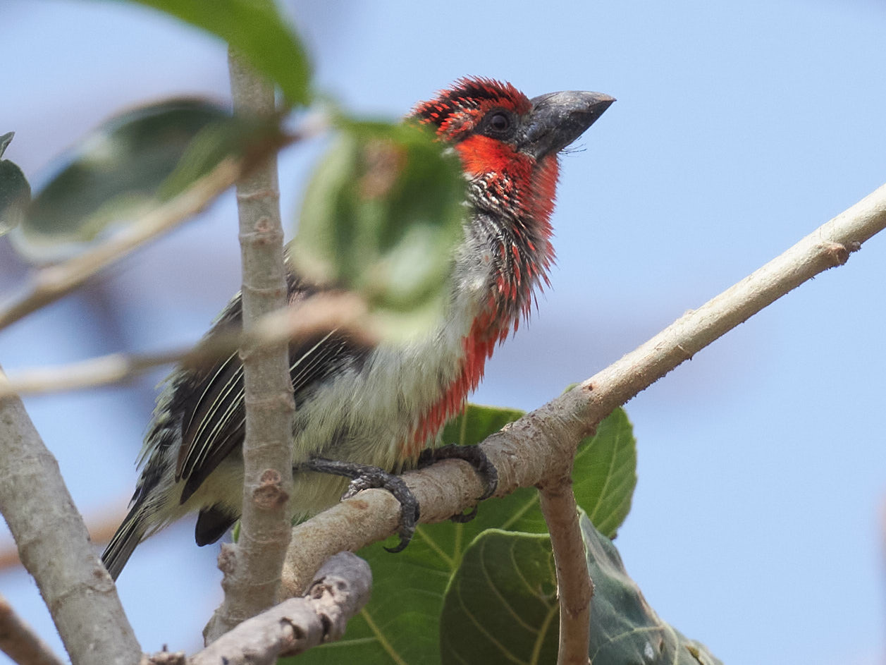 Vieillot's Barbet (Lybius vieilloti), photo 3