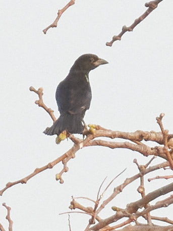 White-billed Buffalo Weaver (Bubalornis albirostris), photo 9