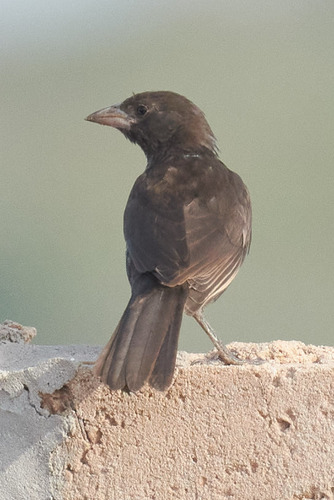 White-billed Buffalo Weaver (Bubalornis albirostris), photo 10