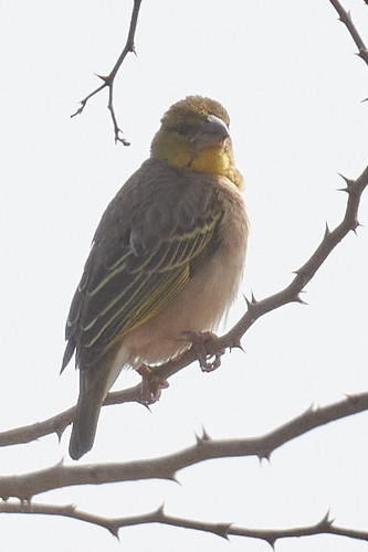 Little Weaver (Ploceus luteolus), photo 5