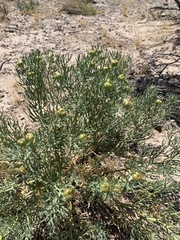 Nitrariaceae