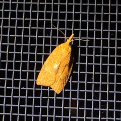 Cenopis reticulatana