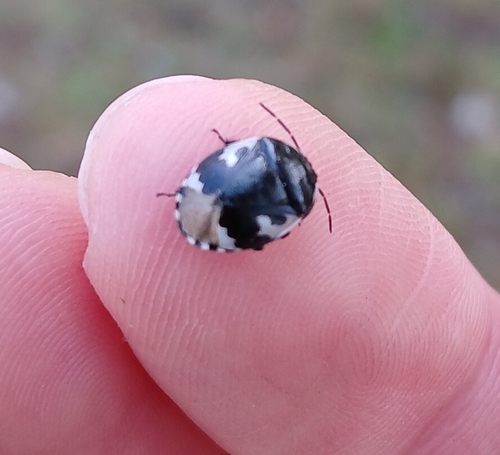Tritomegas bicolor