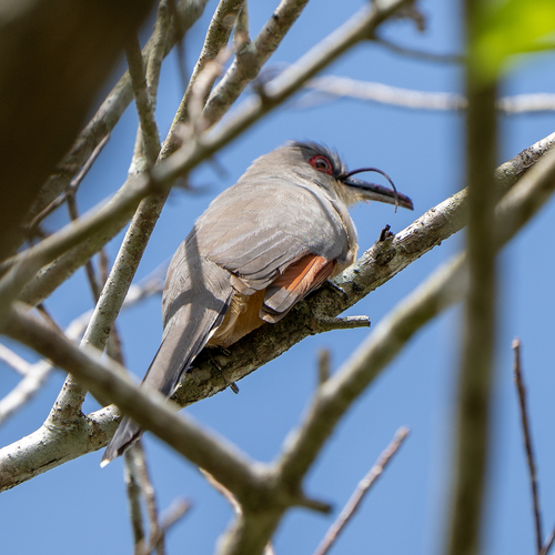 Hispaniolan Lizard Cuckoo (Coccyzus longirostris), photo 7