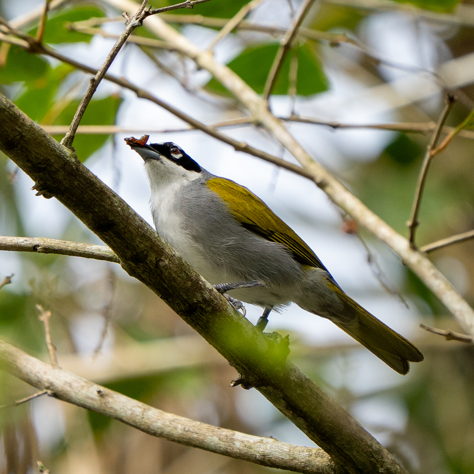 Black-crowned Palm-Tanager illustration