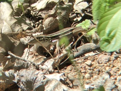 Aspidoscelis stictogrammus