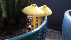 Leucocoprinus birnbaumii image