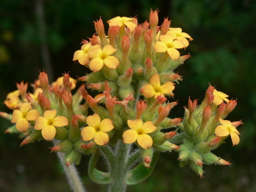 Sneeze Plant