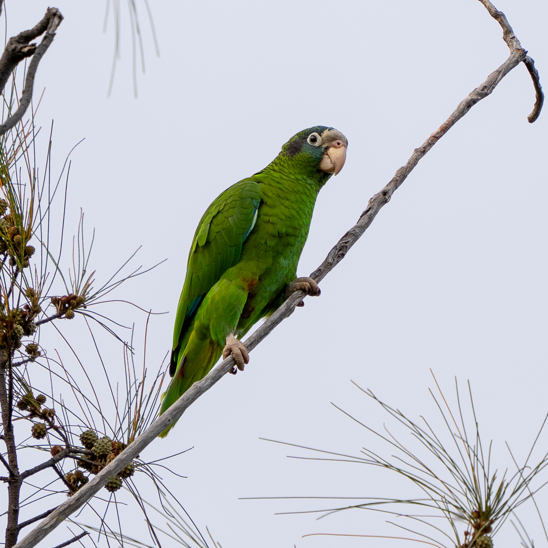 Hispaniolan Amazon illustration