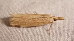 Ematheudes punctella