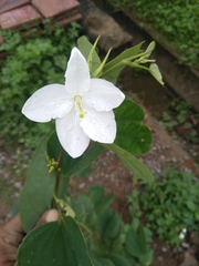 Bauhinia acuminata