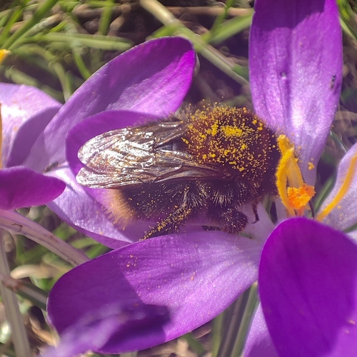 Tree Bumble Bee, 9742 CC Groningen, Netherlands, photo 10 of 10