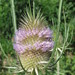 Teasels - Photo (c) Andreas Rockstein, some rights reserved (CC BY-SA)