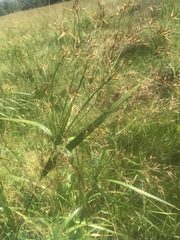 Rhynchospora corniculata