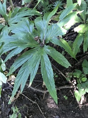 Helleborus purpurascens