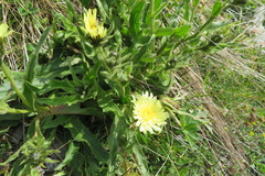 Schlagintweitia intybacea