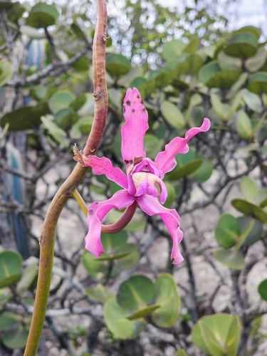 Cattleya elongata, photograph 4