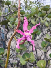 Cattleya elongata, photograph (c) Renato Bandeira, some rights reserved (CC BY)