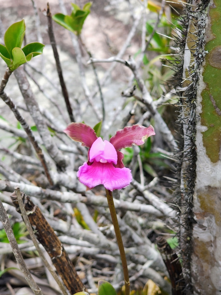Cattleya elongata