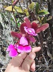 Cattleya elongata, photograph (c) Renato Bandeira, some rights reserved (CC BY)
