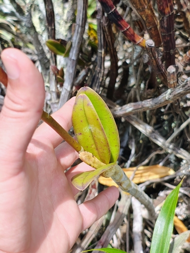 Cattleya elongata, photograph 3
