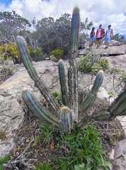 Blue Torch Cactus (Pilosocereus pachycladus)