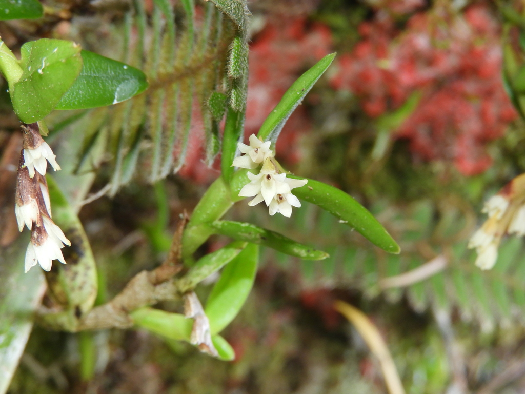 Cone-bearing Epidendrum