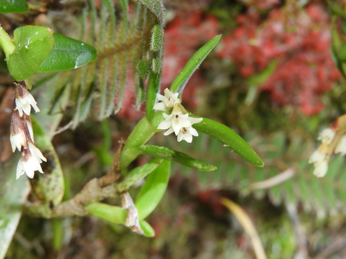 Epidendrum strobiliferum