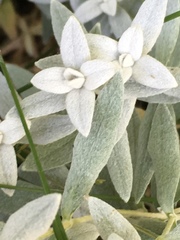 Cerastium tomentosum