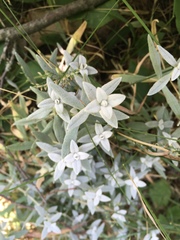 Cerastium tomentosum