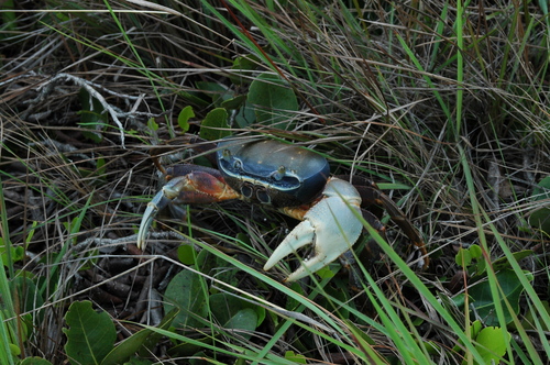 African Rainbow Crab