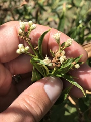 Baccharis salicifolia