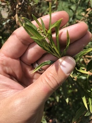 Baccharis salicifolia