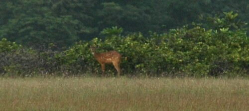 Forest Sitatunga