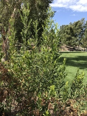Baccharis salicifolia