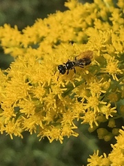 Philanthus bilunatus