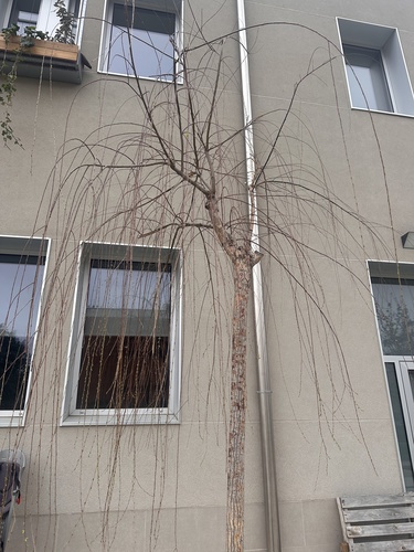 Salix matsudana iNat (1)