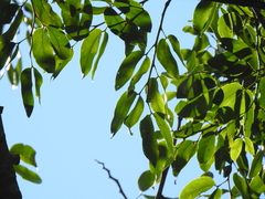 Hymenaea courbaril