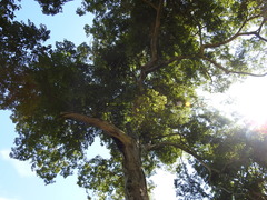 Hymenaea courbaril