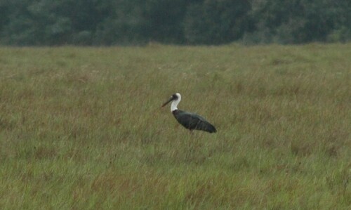 African Woolly-necked Stork