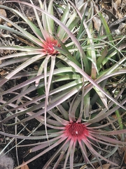 Sincoraea burle-marxii