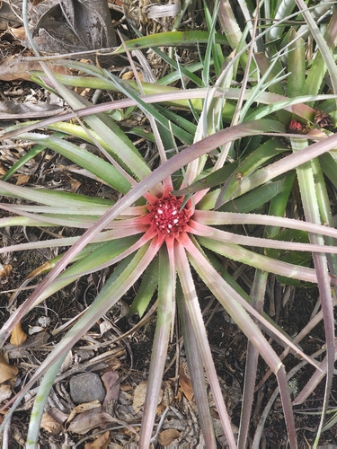 Sincoraea burle-marxii, photograph 2