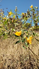 Mentzelia arborescens