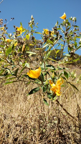 Mentzelia arborescens, photograph 1