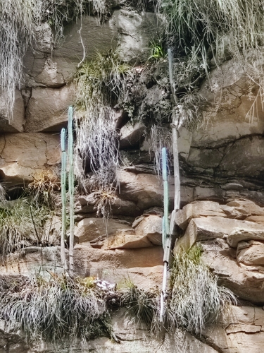 Facheiro (Pilosocereus pentaedrophorus)