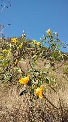 Mentzelia arborescens, photograph (c) Carlos Domínguez-Rodríguez, some rights reserved (CC BY)